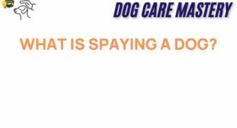 Unveiling the Truth: What is Spaying a Dog and Why It Matters