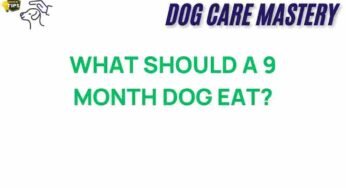 Discover the Ideal Diet for Your 9-Month-Old Dog