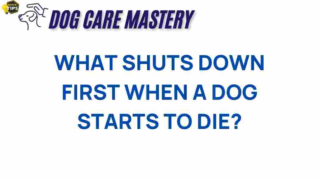 dog-health-signs-of-dying
