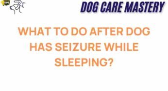 What Steps to Take When Your Dog Has a Seizure While Sleeping?