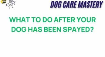 Essential Steps to Follow After Your Dog Has Been Spayed