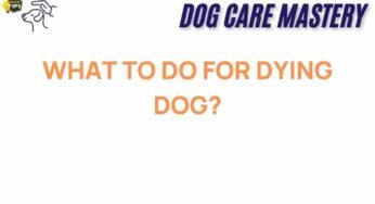 Navigating the Heartbreak: What to Do for Your Dying Dog