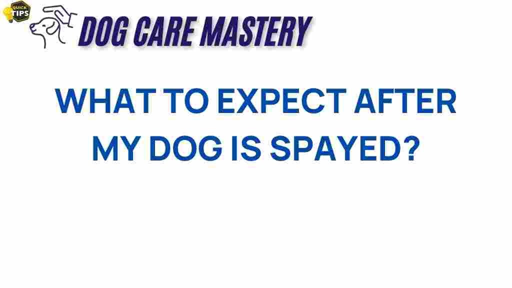 what-to-expect-after-your-dog-is-spayed