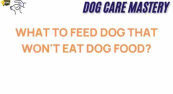 What to Feed a Dog That Refuses to Eat Dog Food? Unconventional Solutions