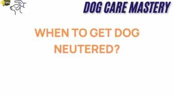 The Critical Question: When Should You Neuter Your Dog?