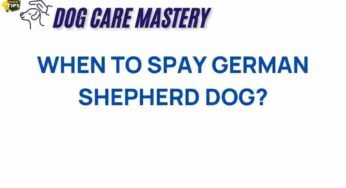 Timing the Spay: What Every German Shepherd Owner Should Know