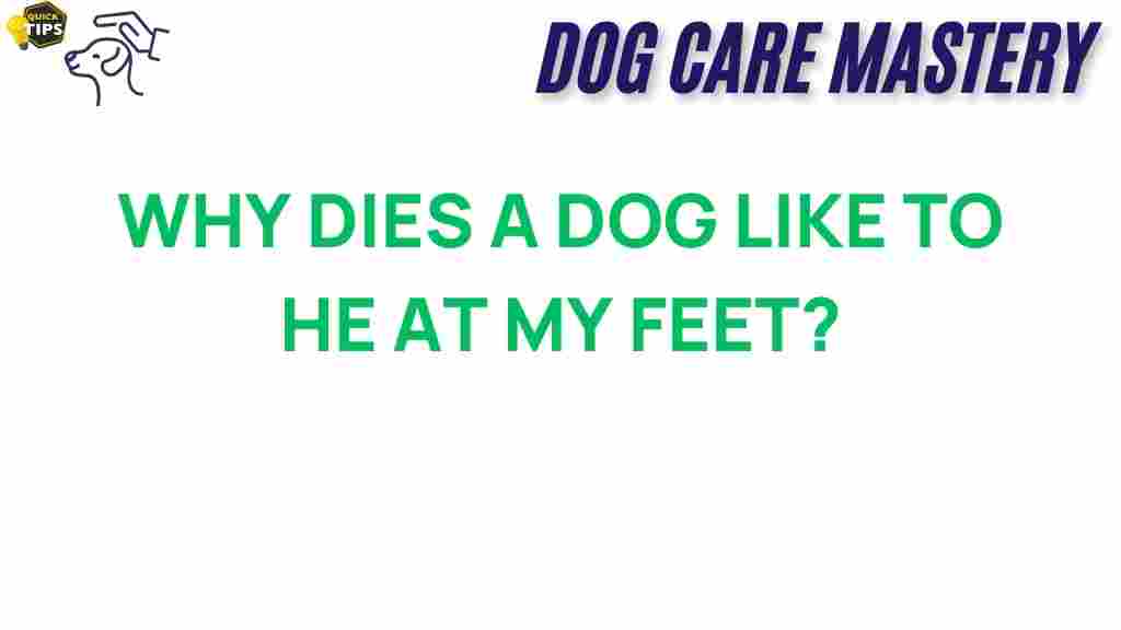why-do-dogs-rest-at-your-feet
