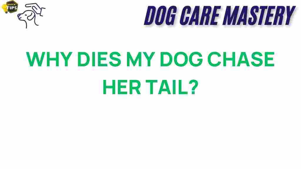 why-does-my-dog-chase-tail