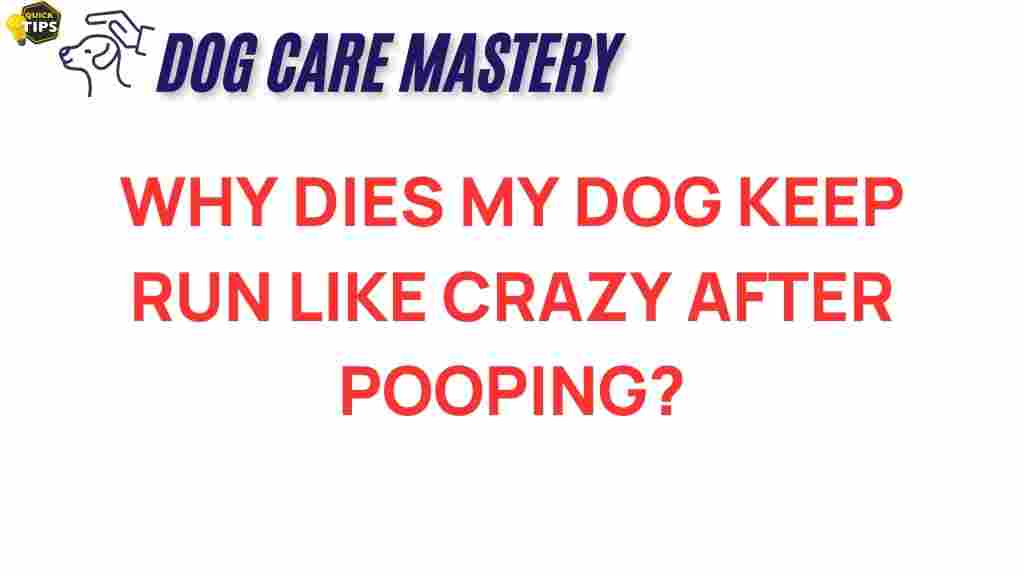 dog-behavior-zoomies