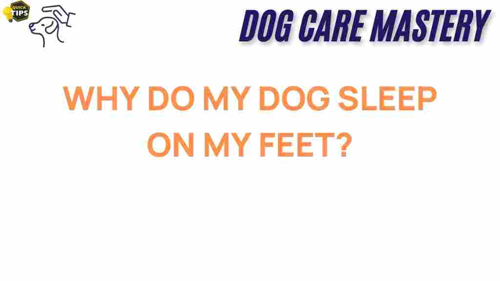 dog-behavior-sleep-on-feet