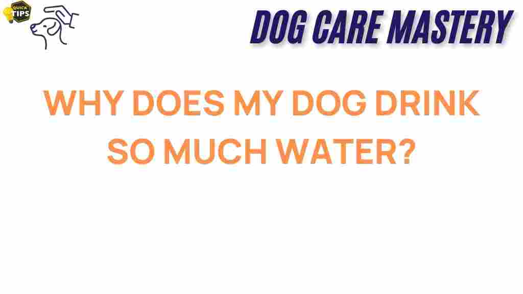 dog-hydration-why-drink-so-much-water
