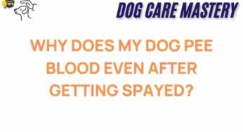 Unraveling the Mystery: Why Does My Dog Pee Blood After Spaying?