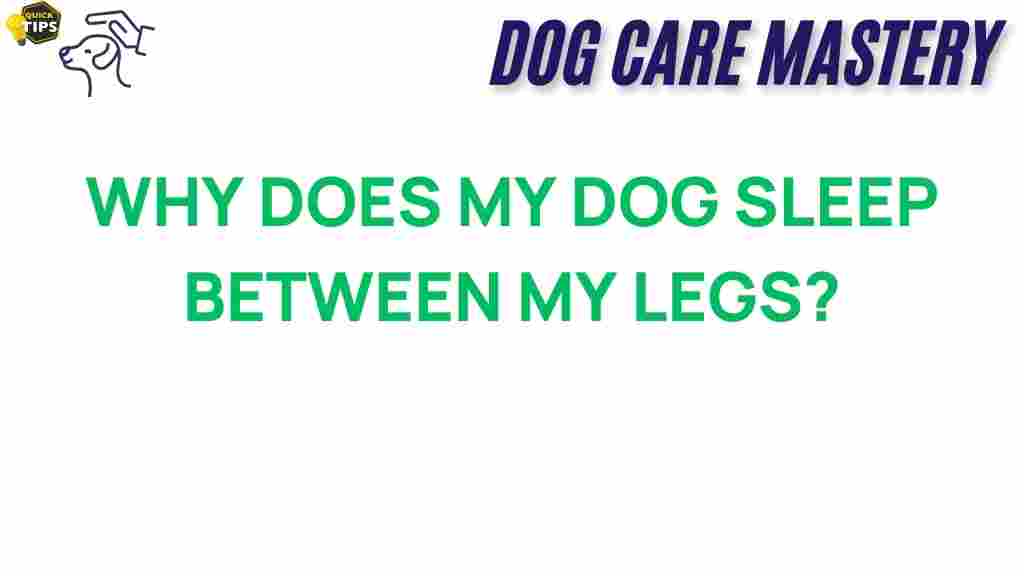 why-does-my-dog-sleep-between-my-legs
