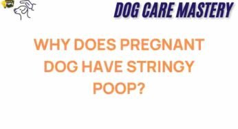 The Surprising Reasons Behind Stringy Poop in Pregnant Dogs