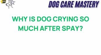 Understanding Your Dog’s Crying After Spaying: What You Need to Know