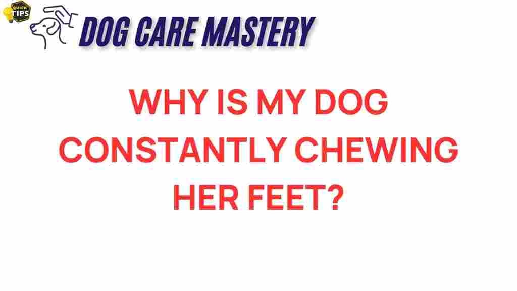 why-is-my-dog-chewing-feet