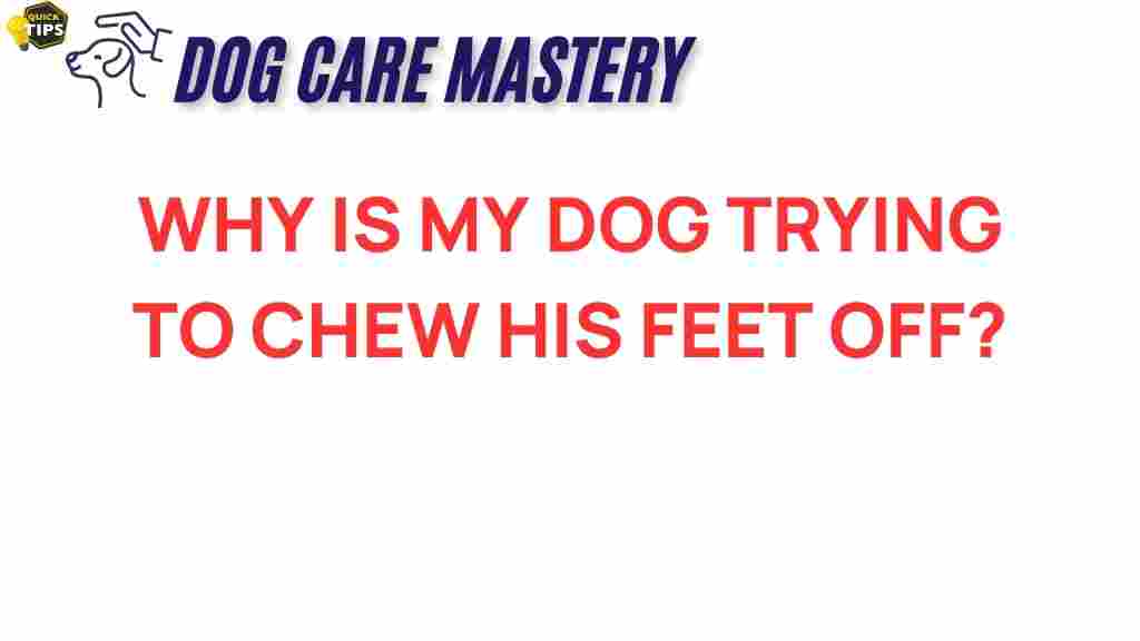 dog-chewing-feet