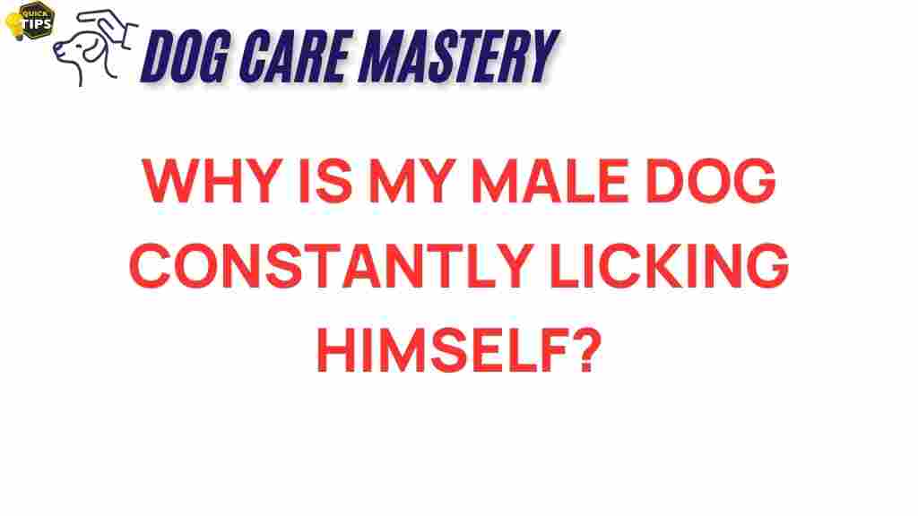 dog-behavior-licking-constantly