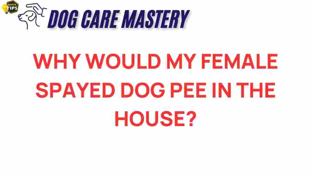 spayed-dog-urinate-indoors