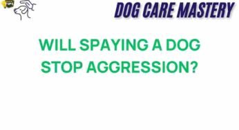Does Spaying a Dog Really Curb Aggression? Unraveling the Truth
